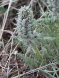 Pedicularis olgae