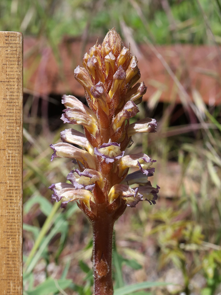 Image of Orobanche grenieri specimen.
