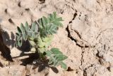 genus Astragalus. Плодоносящее растение. Таджикистан, Хатлонская обл., Кабодиёнский р-н, хр. Аруктау, окр. пер. Дандан-Чикан, пестроцветы. 14 апреля 2025 г.