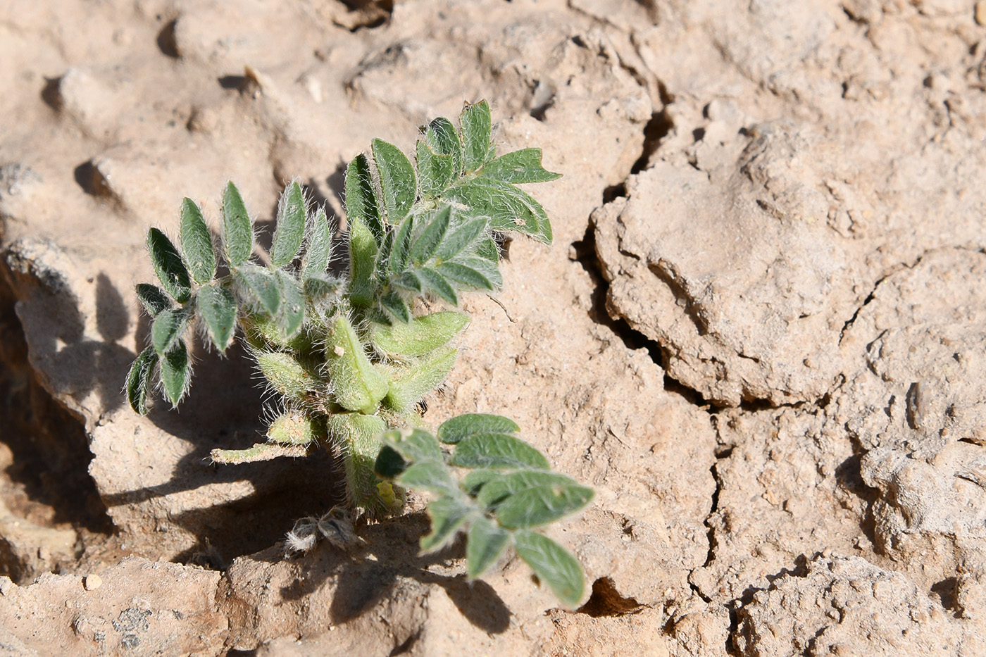 Image of genus Astragalus specimen.