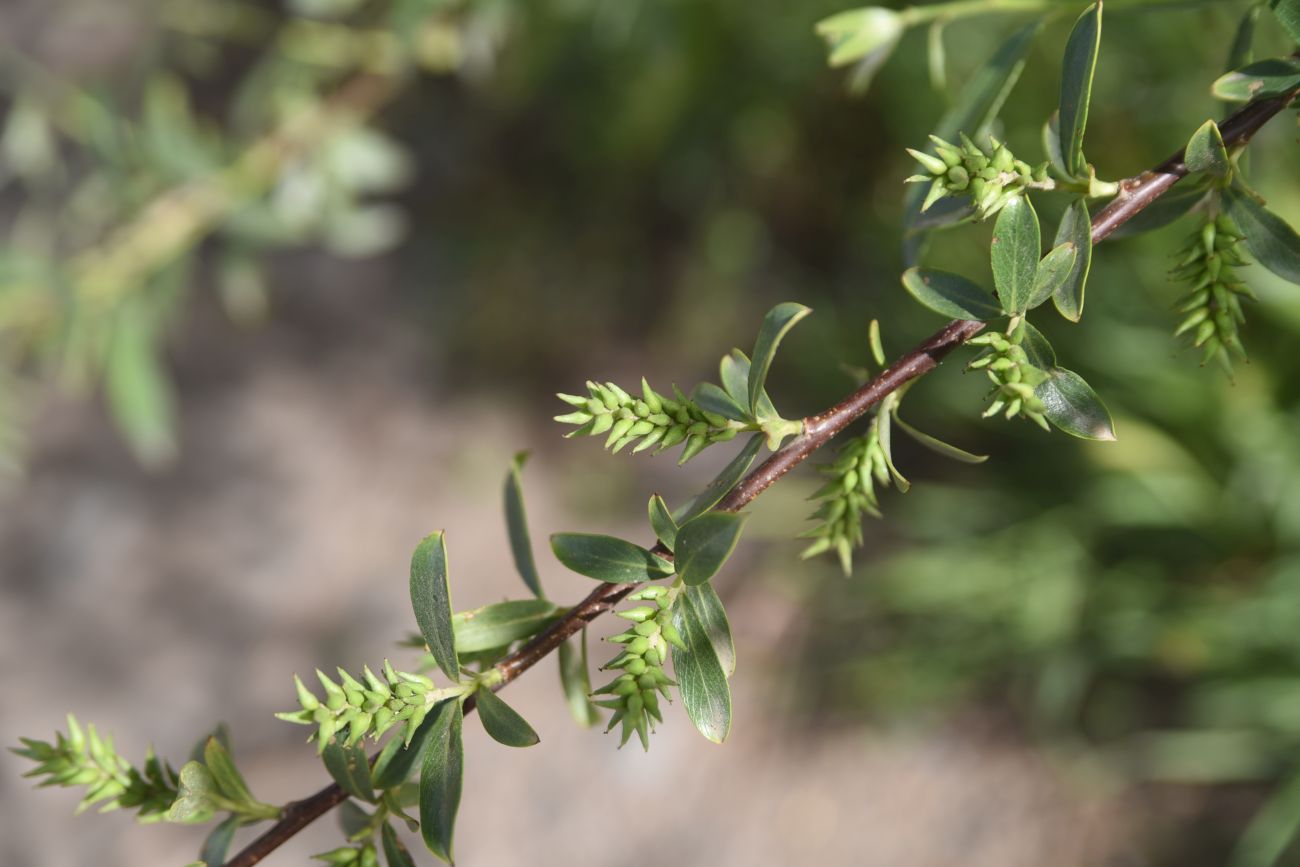 Image of genus Salix specimen.