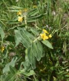 Alkanna orientalis