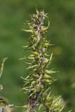 Salix cinerea. Соплодие. Беларусь, Витебская обл., пос. Езерище, сырой суходольный луг, опушка ивняка. 08.05.2025.