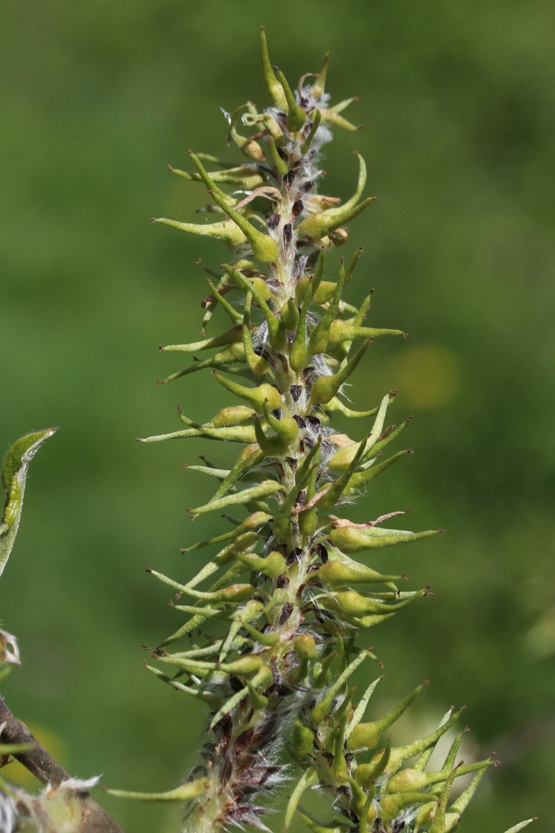 Image of Salix cinerea specimen.
