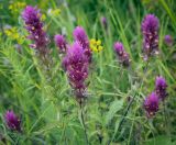 Melampyrum arvense
