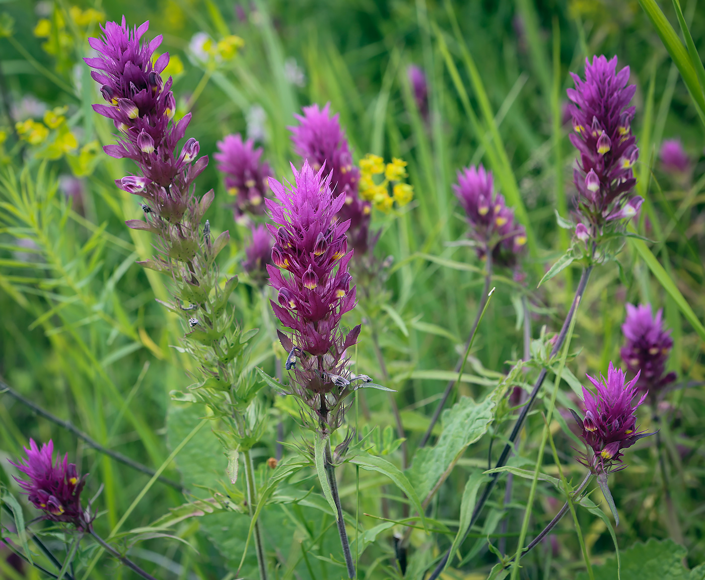 Image of Melampyrum arvense specimen.