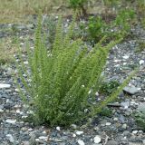 Dysphania botrys