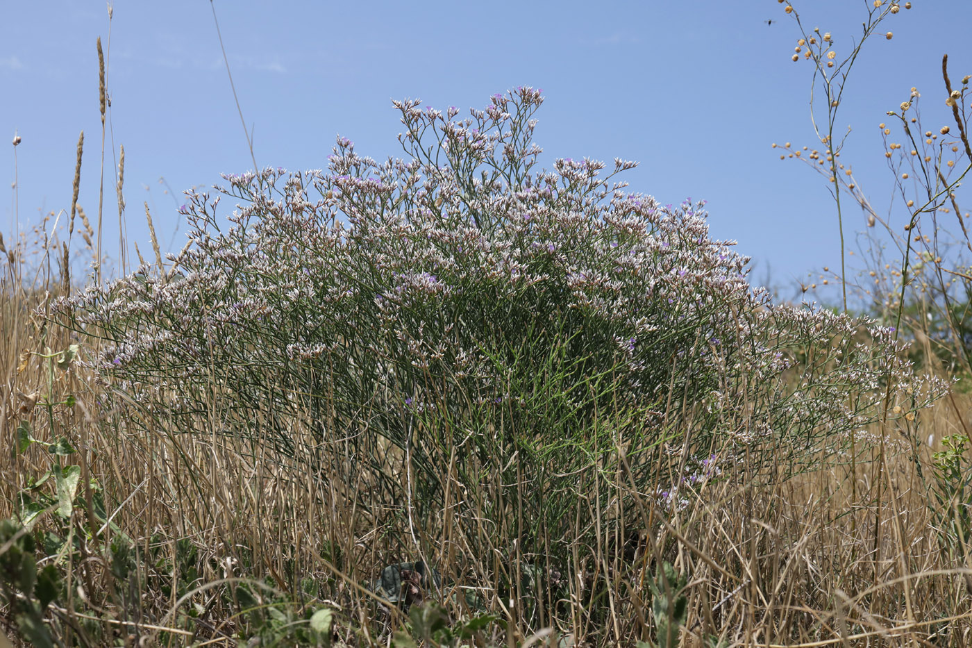 Image of Limonium sareptanum specimen.