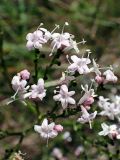 Valeriana coreana