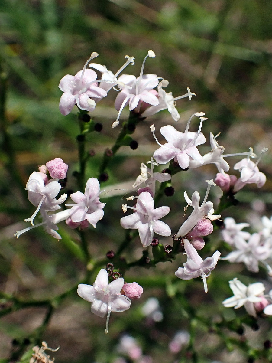 Image of Valeriana coreana specimen.