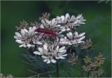 Coriandrum sativum. Соцветие с питающимся жуком-мягкотелкой. Московская обл., Раменский р-н, окр. дер. Хрипань, садовый участок. 14.07.2025.