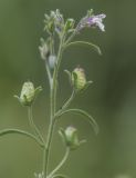 Chaenorhinum minus