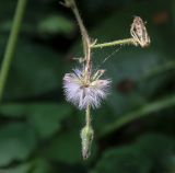 Cicerbita macrophylla