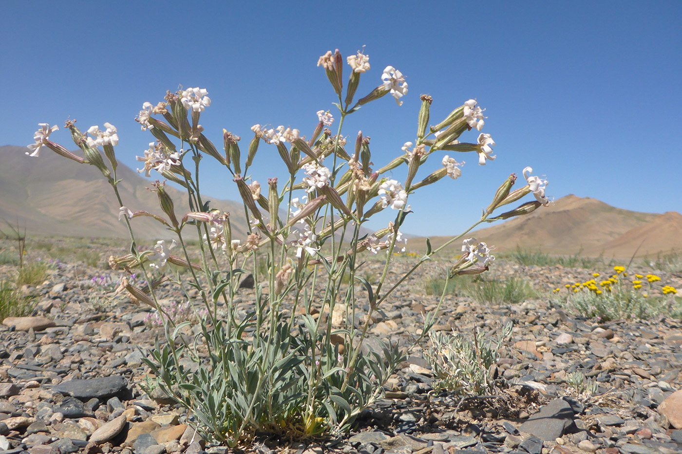 Image of Silene microphylla specimen.