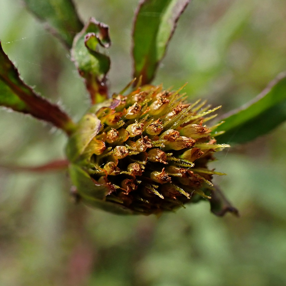 Изображение особи Bidens frondosa.