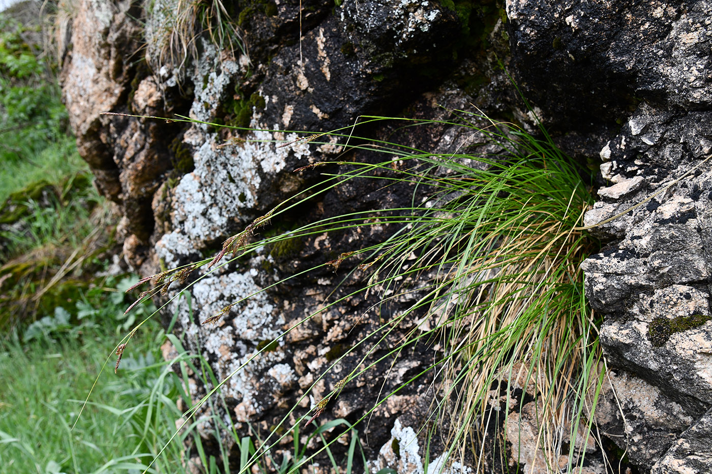 Image of Carex koshewnikowii specimen.