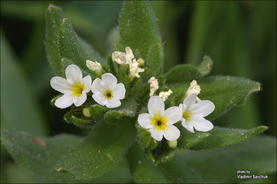 Image of Buglossoides rochelii specimen.