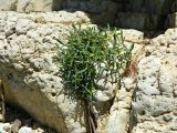 Crithmum maritimum. Вегетирующее растение. Франция, Леринские о-ва, о-в Св. Маргариты (Sainte-Marguerite), прибрежная скала. Июль.