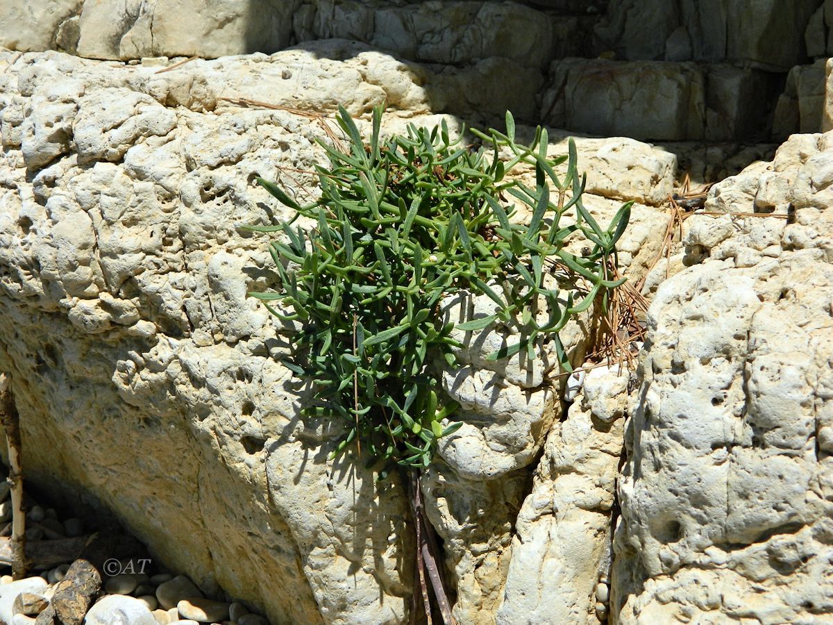 Изображение особи Crithmum maritimum.