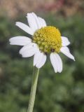 Anthemis arvensis. Соцветие. Испания, Каталония, пров. Жирона, комарка Баш Эмпорда, муниципалитет Санта-Кристина-де-Аро, окр. н.п. Романья-де-ла-Сельва, залежь. 13.10.2025.