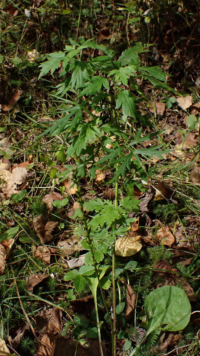 Image of genus Artemisia specimen.