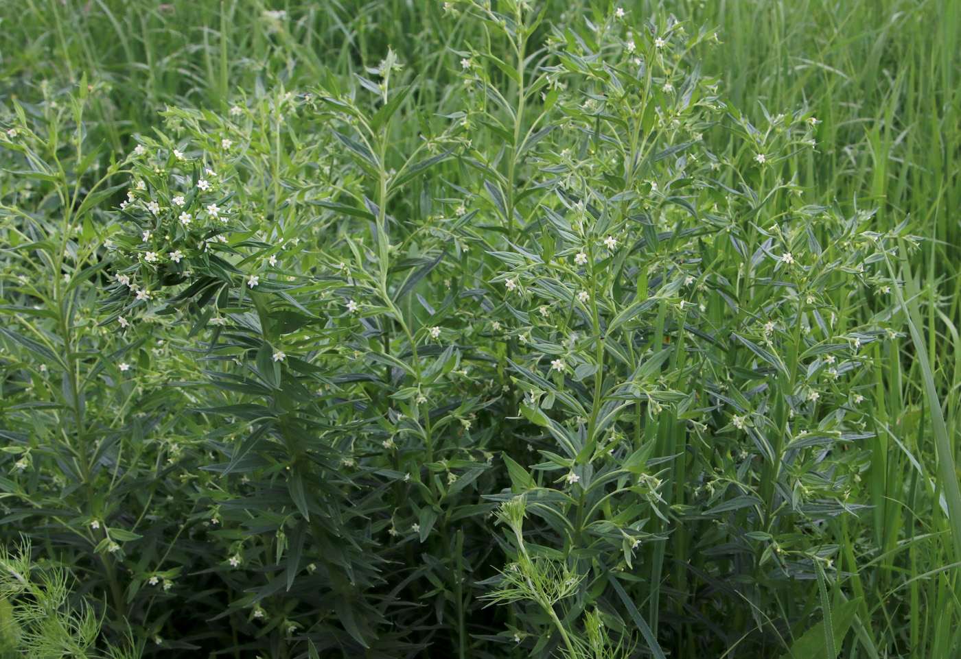 Изображение особи Lithospermum officinale.