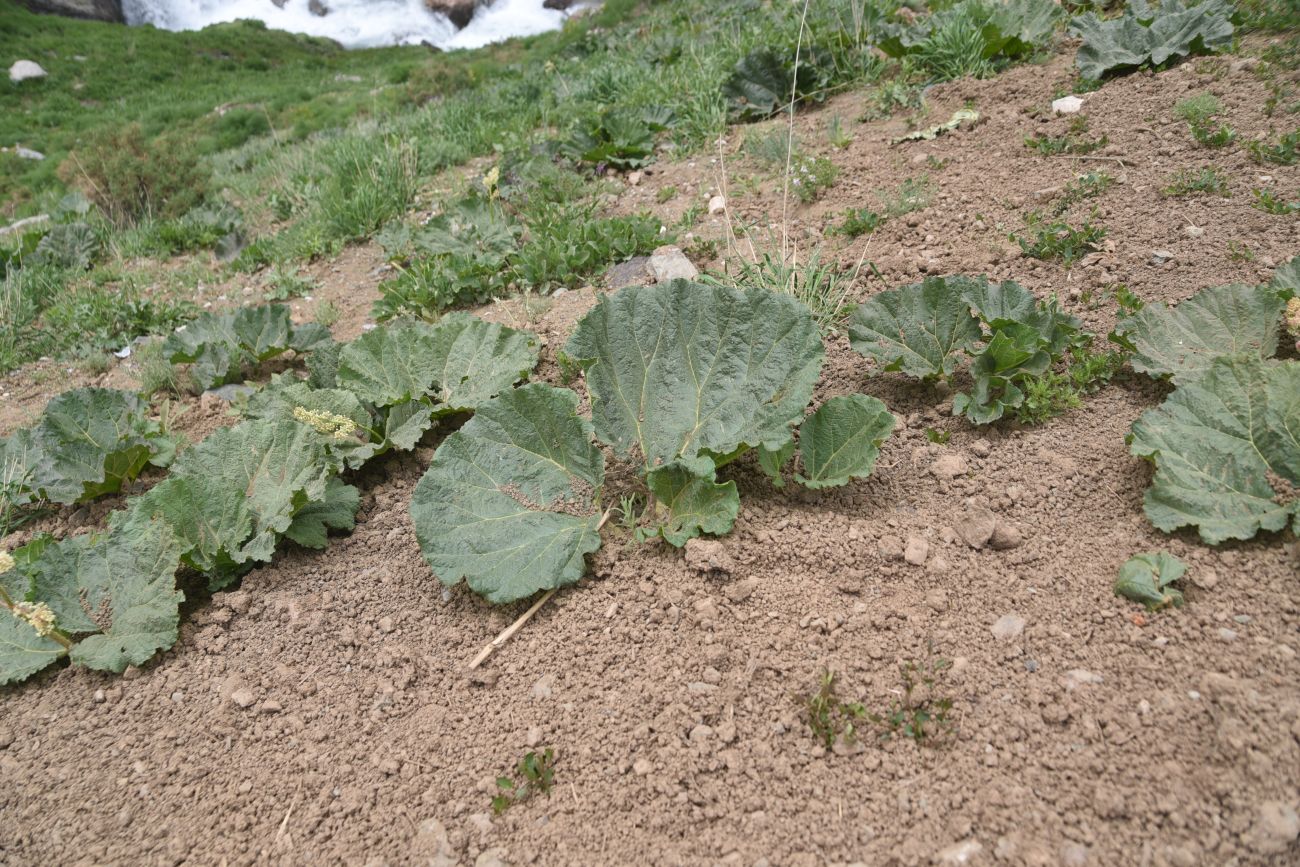 Изображение особи Rheum ribes.