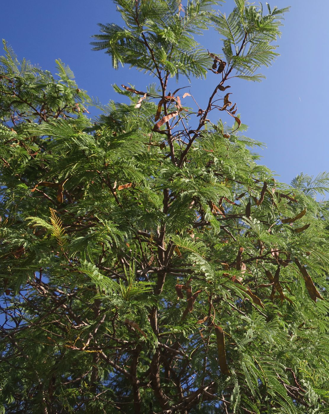 Изображение особи семейство Fabaceae.