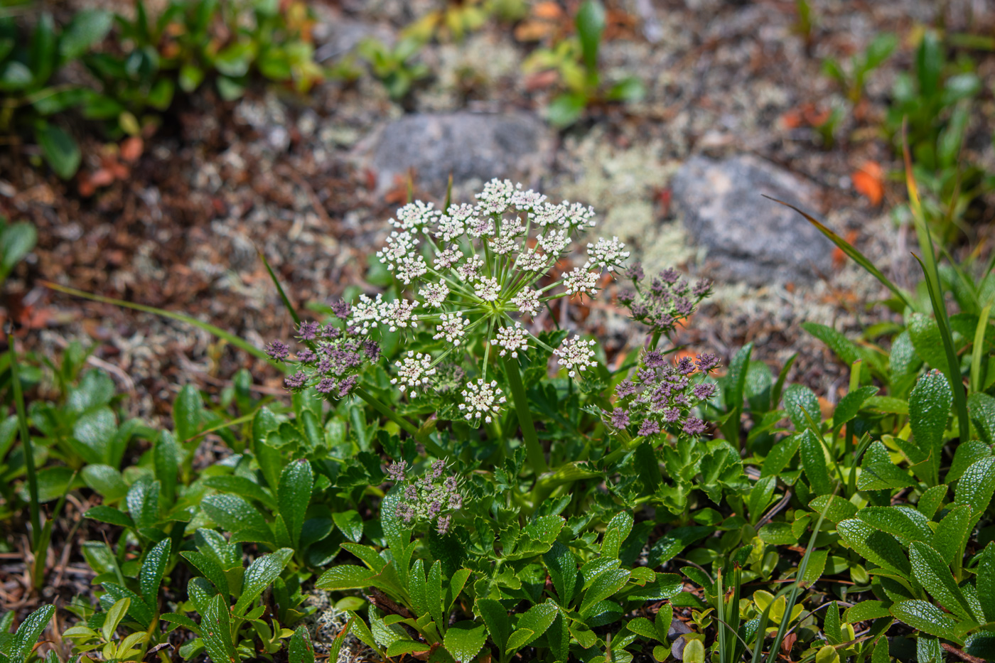 Изображение особи род Heracleum.