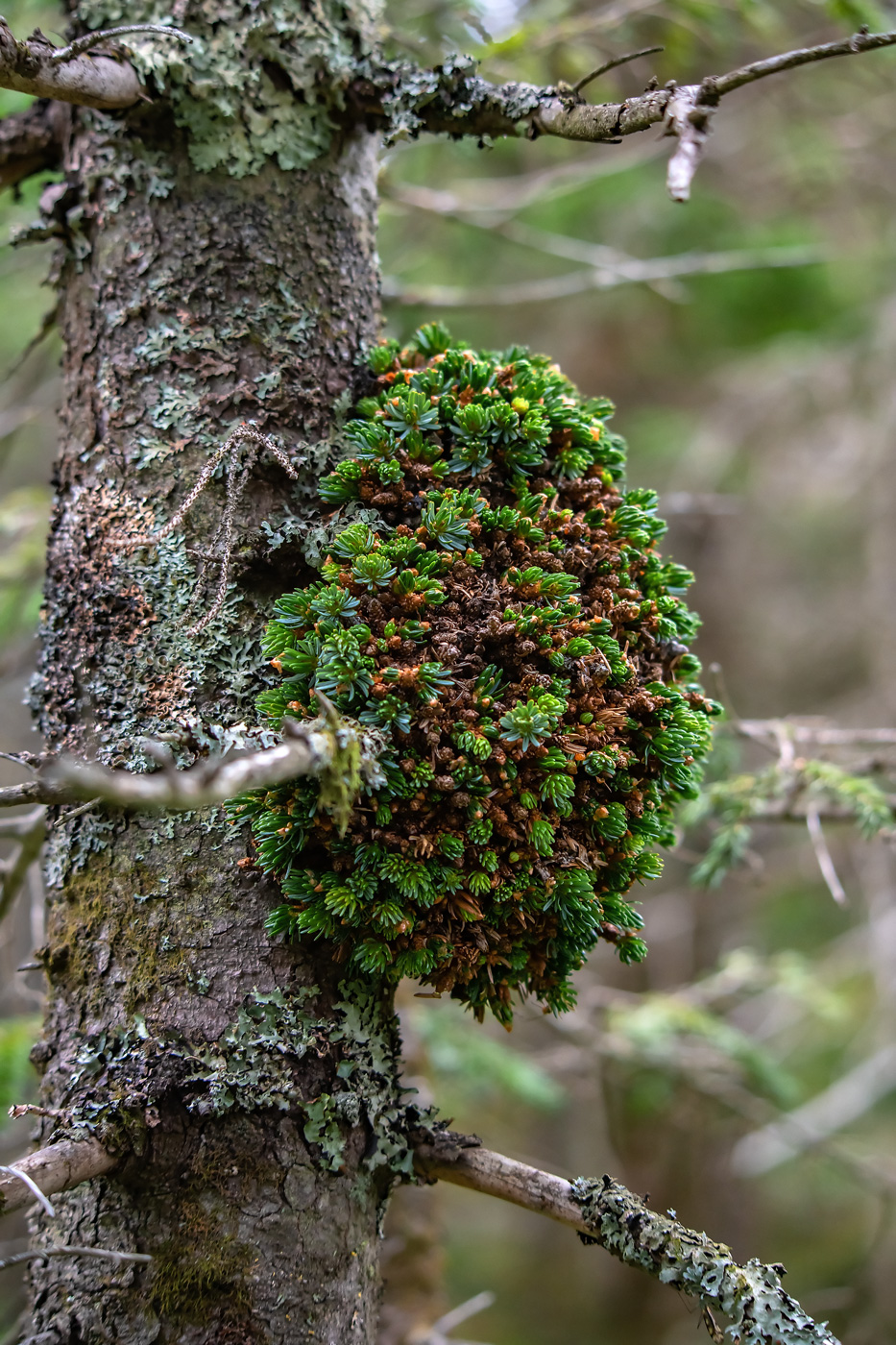 Image of Abies nephrolepis specimen.