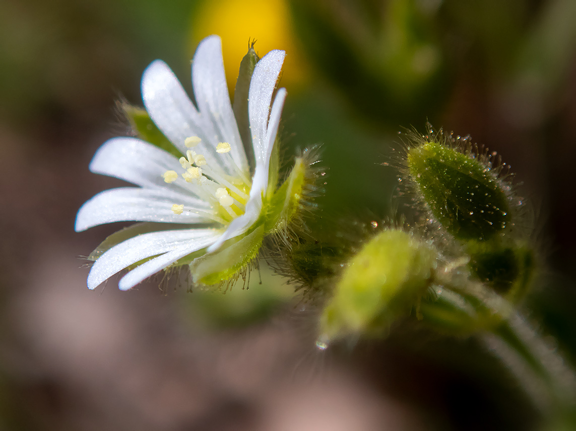 Изображение особи Cerastium brachypetalum ssp. tauricum.