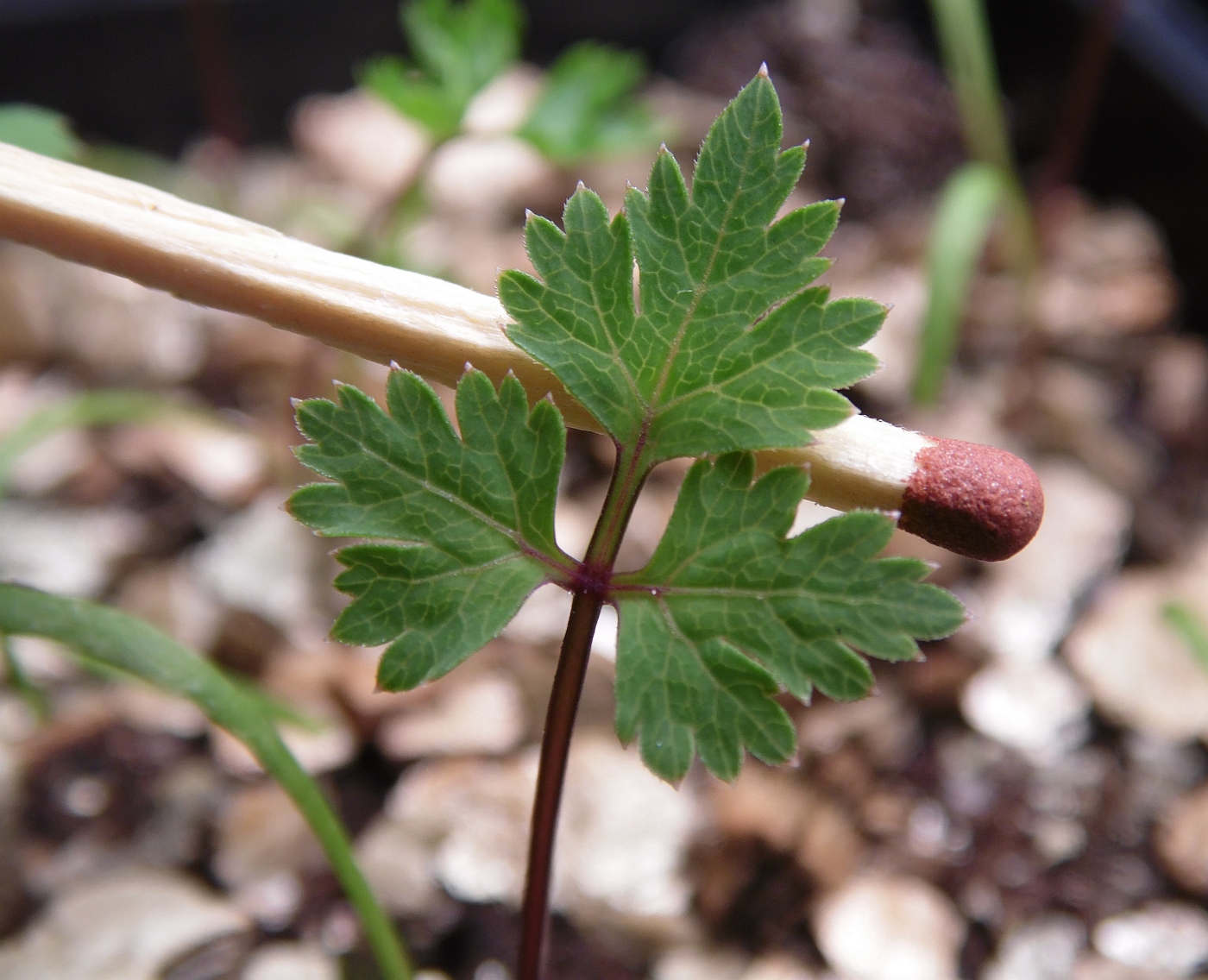 Image of familia Apiaceae specimen.