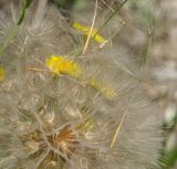 род Scorzonera. Часть соплодия с лежащими на нём плодами. Башкортостан, Стерлитамакский р-н, шихан Юрактау, середина склона, частично задернованное известняковое обнажение. 8 июня 2025 г.