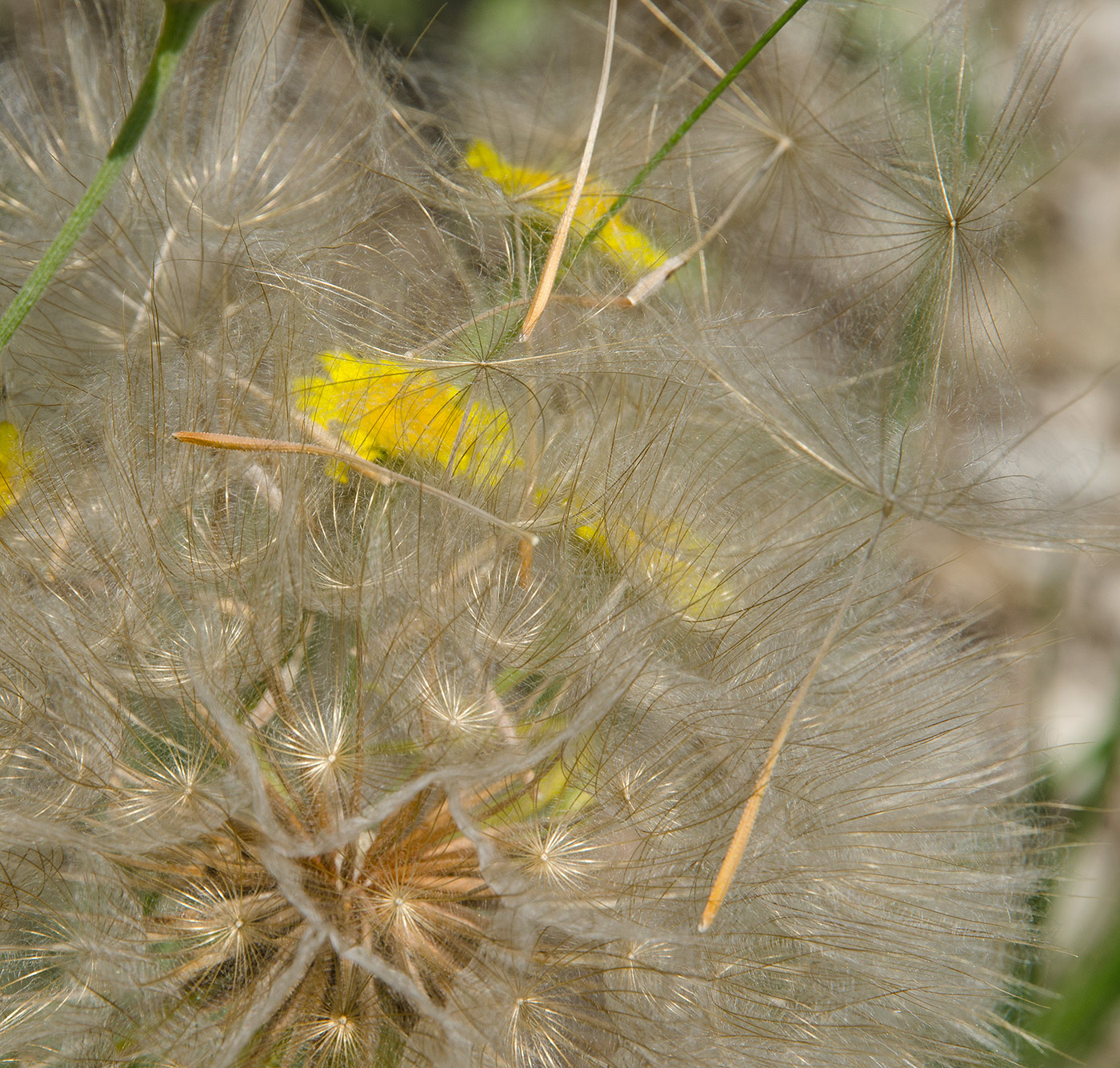 Изображение особи род Scorzonera.