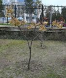 Melia azedarach. Плодоносящее растение. Крым, Евпатория, санаторий \"Планета\", озеленение территории. 09.01.2026.