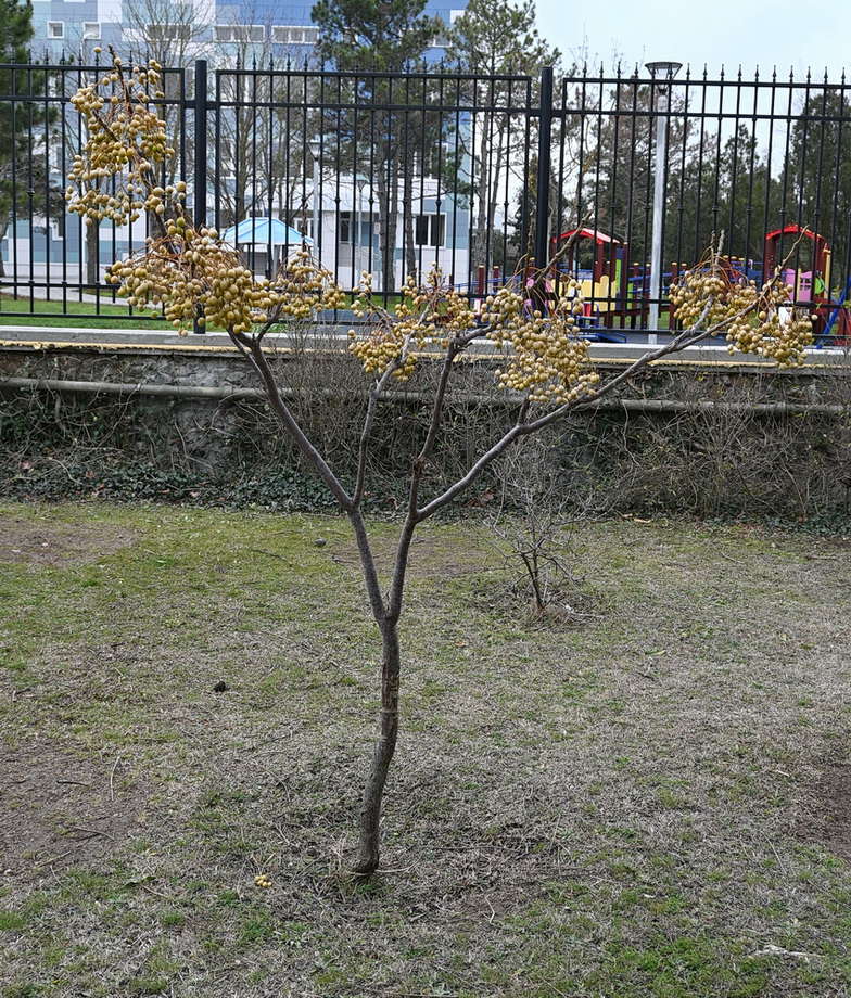 Изображение особи Melia azedarach.