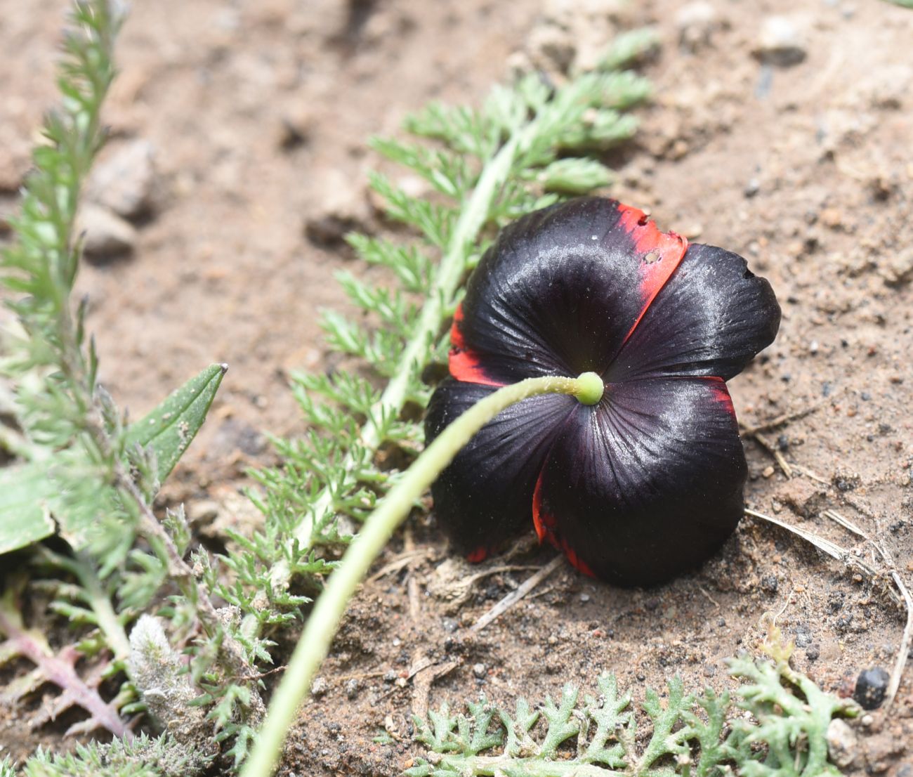 Изображение особи род Papaver.