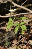 Anemone nemorosa. Цветущее растение. Санкт-Петербург, Дудергофские высоты, склон южной экспозиции, лес с доминированием Corylus avellana и Acer platanoides. 21.04.2026.