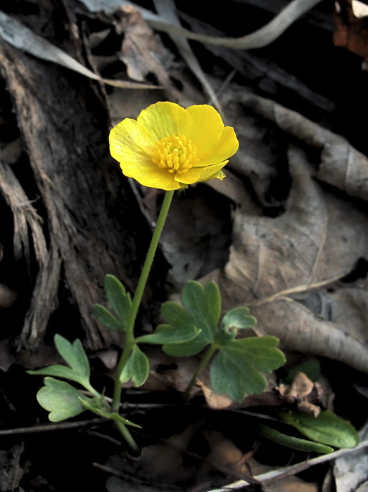 Image of Ranunculus franchetii specimen.