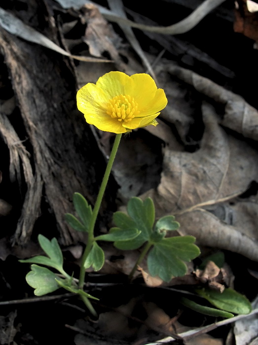 Изображение особи Ranunculus franchetii.