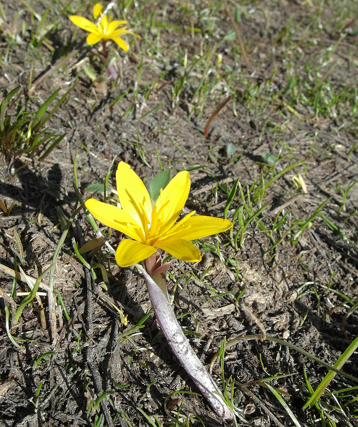Image of Colchicum luteum specimen.