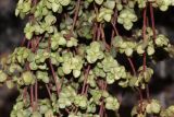 Pilea glaucophylla. Верхушки вегетирующего растения. Москва, уличное озеленение. 19.09.2025.