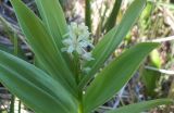 Smilacina stellata. Смилацина звёздчатая. Smilacina stellata. В природе. Галифакс. 26 июля 2018 г.