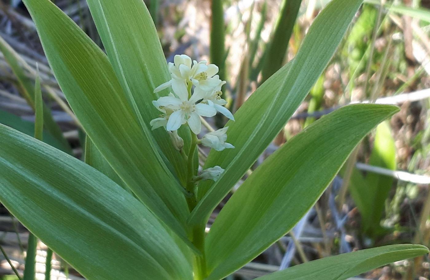 Image of Smilacina stellata specimen.