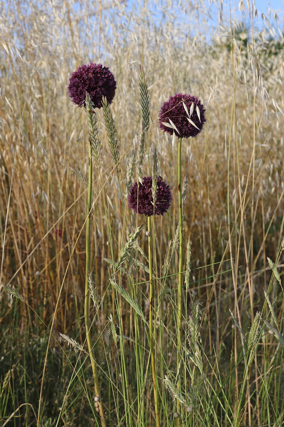 Image of Allium atroviolaceum specimen.