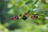 View full-size image Amelanchier spicata