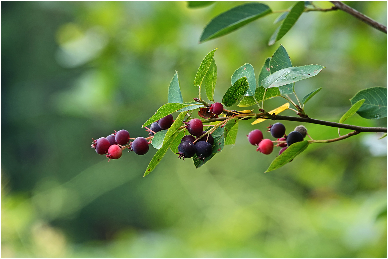Image of Amelanchier spicata specimen.