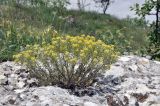 View full-size image Odontarrhena obtusifolia