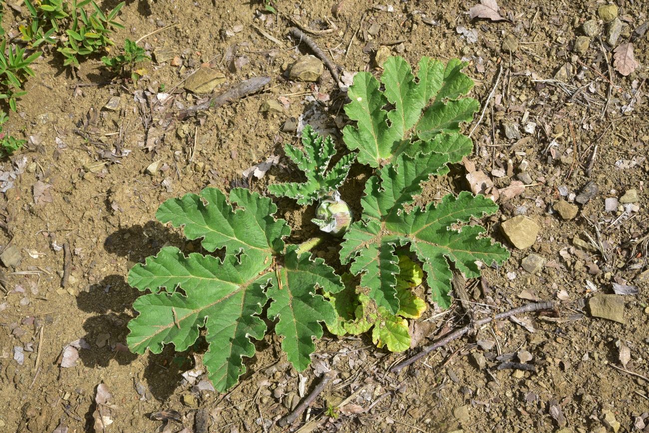 Image of genus Heracleum specimen.