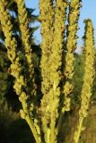 genus Verbascum